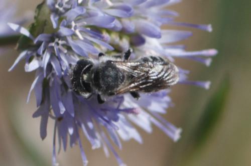 Réf. 249 207 : Osmia sp.